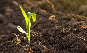 Казахстан. Сельское хозяйство - это база