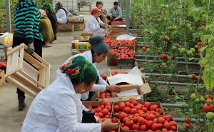 Томаты и огурцы дорожают в Таджикистане, потому что их перестали сеять