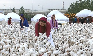В Туркменистане продолжается принудительный сбор хлопка