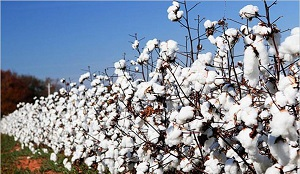 Собирать хлопок в Туркменистане заставили алкоголиков, проституток и школьных учителей