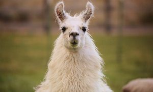 Разработаны нано-антитела для борьбы с новыми штаммами коронавируса