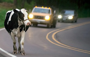 Штрафстоянка для животных появилась в столице Казахстана