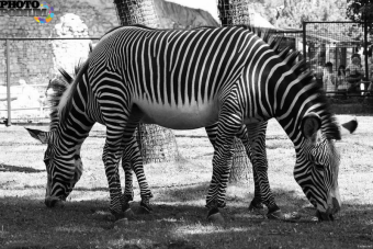 Многовекторность становится проблемой для Казахстана