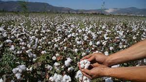 Фермеры - в оковах кластеров. В хлопковом секторе Узбекистана остаются значительные риски