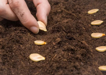 В Таджикистане сеют некачественные семена. Других нет 
