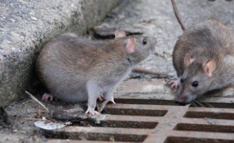 Зубастая банда вредит экономике Кыргызстана