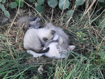 Котёнок сорвал встречу премьер-министров России и Армении