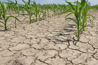 Грозит ли голод Центральной Азии?