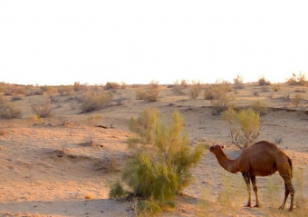 Водные ресурсы Центральной Азии: расход большой, выгоды – минимальные