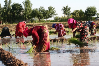 Поможет ли новая концепция улучшить аграрную сферу Таджикистана? 
