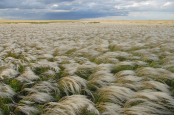 ЗАРОЖДЕНИЕ, РАСЦВЕТ И УПАДОК ВЕЛИКОЙ СТЕПИ