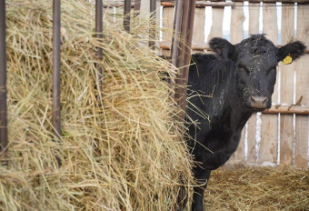 Крутое пике казахстанского пищепрома
