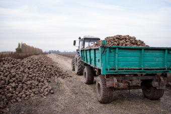 Казахстан сокращает посевы сахарной свеклы. А что у нас?