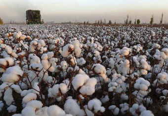 Глоток свежего воздуха: Минтруда США отменило гранты на прозрачность производства хлопка