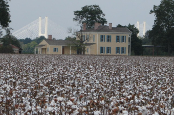 «Пойдут по миру»: кто пострадает от решения Узбекистана импортировать американский хлопок?