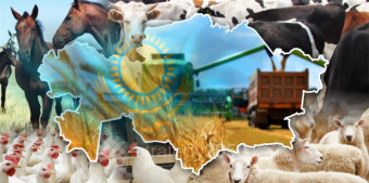 Страна кочевников без мяса: Казахстан променял свой скот на красивую статистику