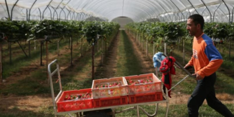 Осторожно, мошенники: как жителям Таджикистана безопасно найти работу в Великобритании?